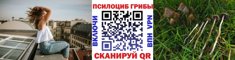 Псилоцибиновые грибы Cubensis  наркошоп  Чекалин 